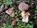 Lactarius rufus-amf1127